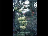 90 Jahre Gartenbauverein 052