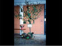 90 Jahre Gartenbauverein 112