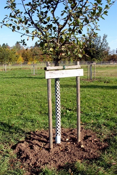 Apfelbaum Setzen