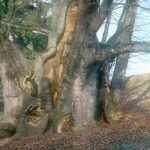 Bild "Tassilolinde in Wessobrunn"