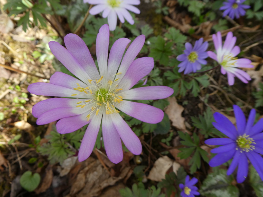 Vielfalt April_2018-04_0002