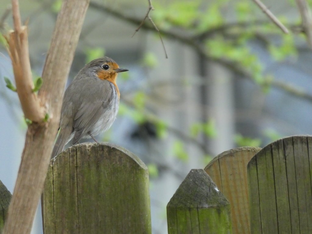 Vielfalt April_2018-04_0007