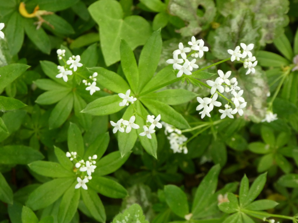 Vielfalt April_2018-04_0010