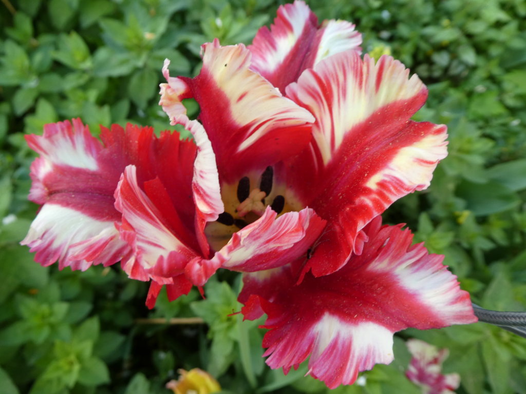 Vielfalt April_2018-04_0013