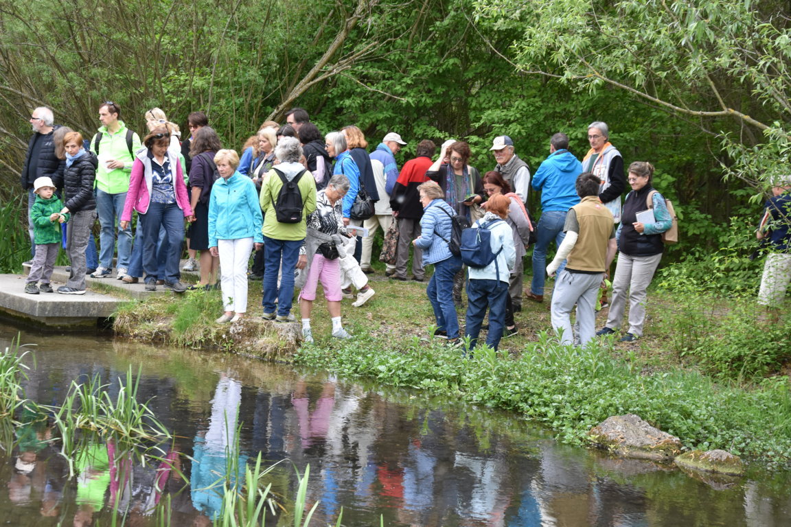 Kräuterwanderung (49)_180501