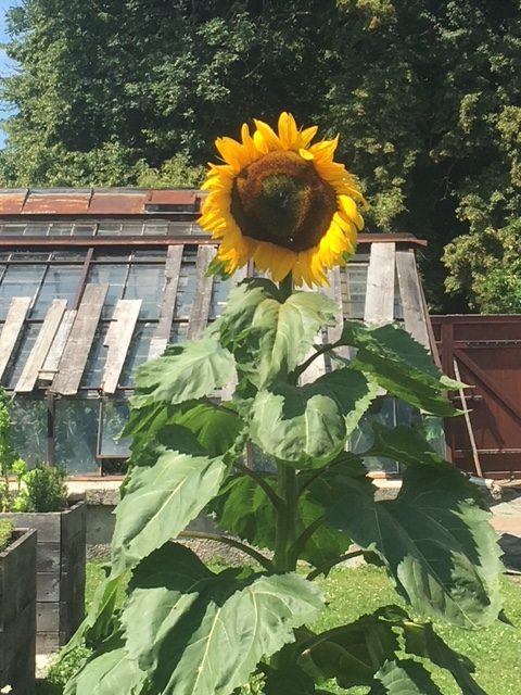 Sonnenblumen_IMG_1400