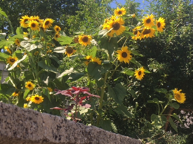 Sonnenblumen_IMG_1403