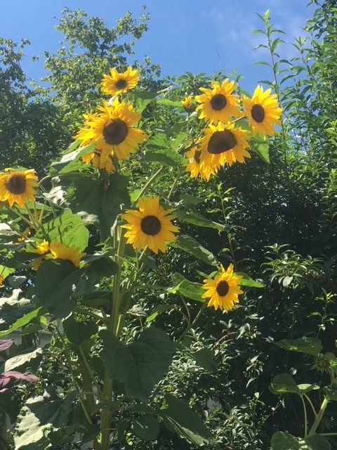 Sonnenblumen_IMG_1406