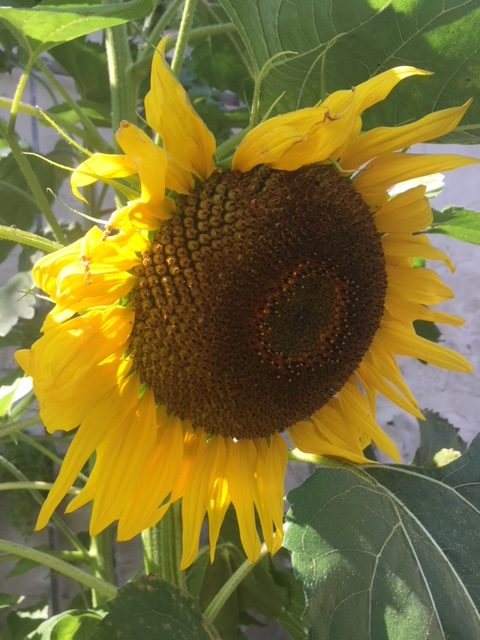 Sonnenblumen_IMG_1412