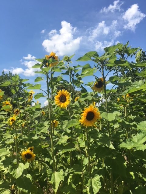 Sonnenblumen_IMG_1422