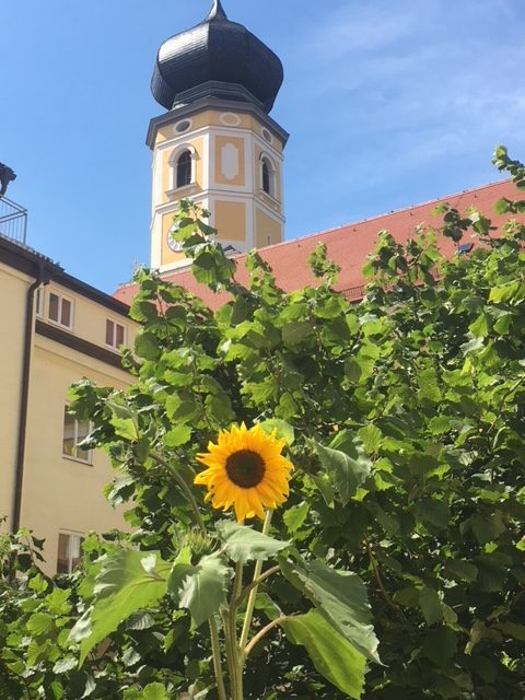 Sonnenblumen_IMG_1429