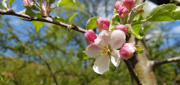 Apfelblüte