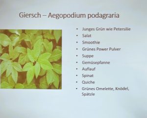 Verwendung von Giersch / Bild: Christine Nimmerfall